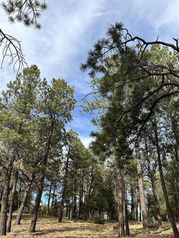 46 Marmot Court Ridgway CO 81432