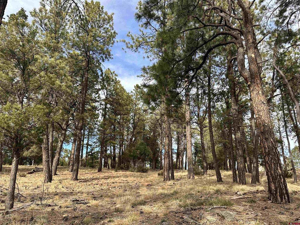 46 Marmot Court Ridgway CO 81432
