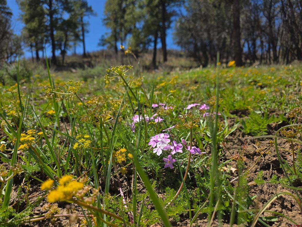 109 Hemlock Pagosa Springs CO 81147