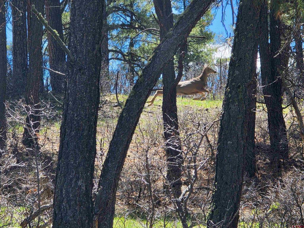 109 Hemlock Pagosa Springs CO 81147