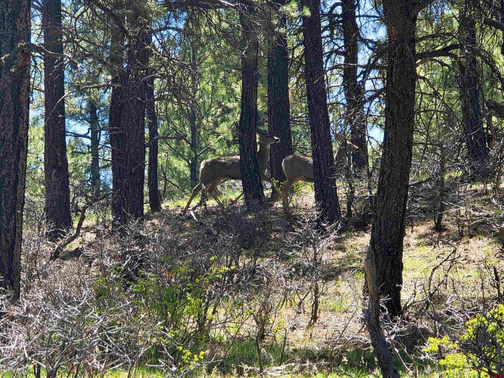 109 Hemlock Pagosa Springs CO 81147