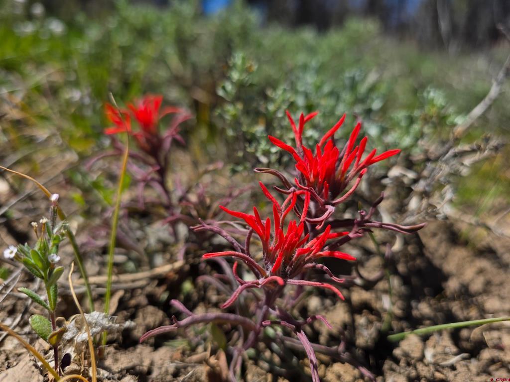 109 Hemlock Pagosa Springs CO 81147