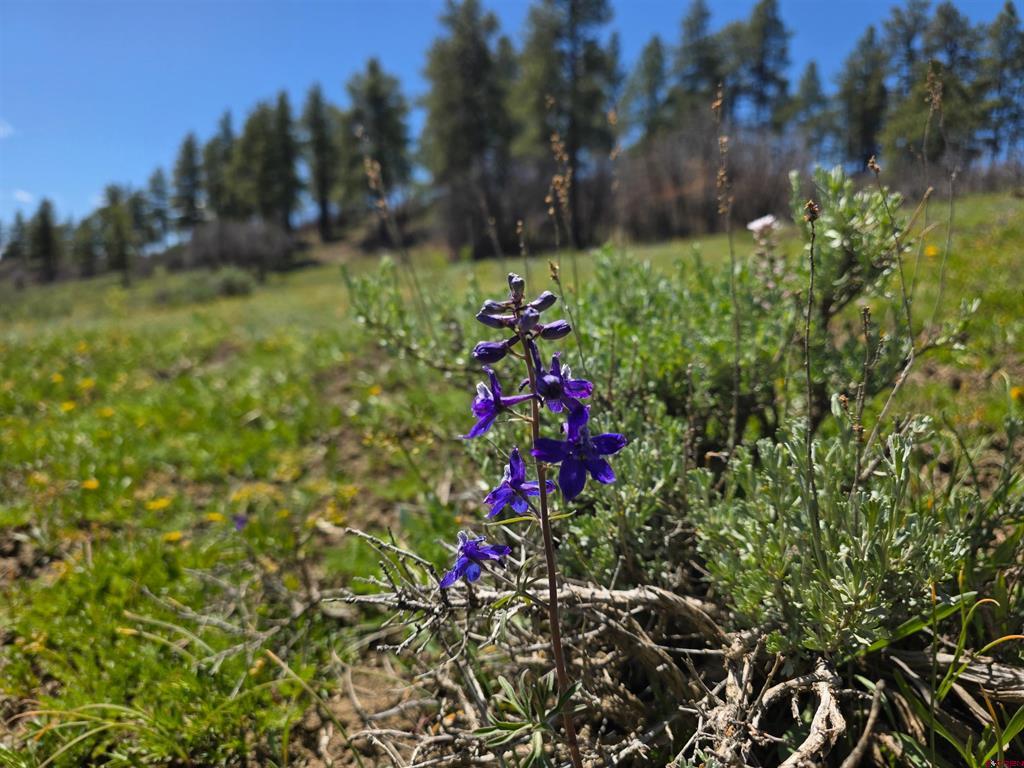 109 Hemlock Pagosa Springs CO 81147