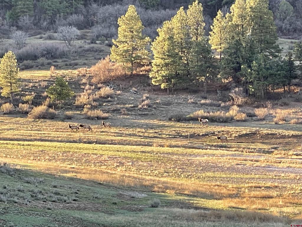 331 Spring Creek Circle Pagosa Springs CO 81147