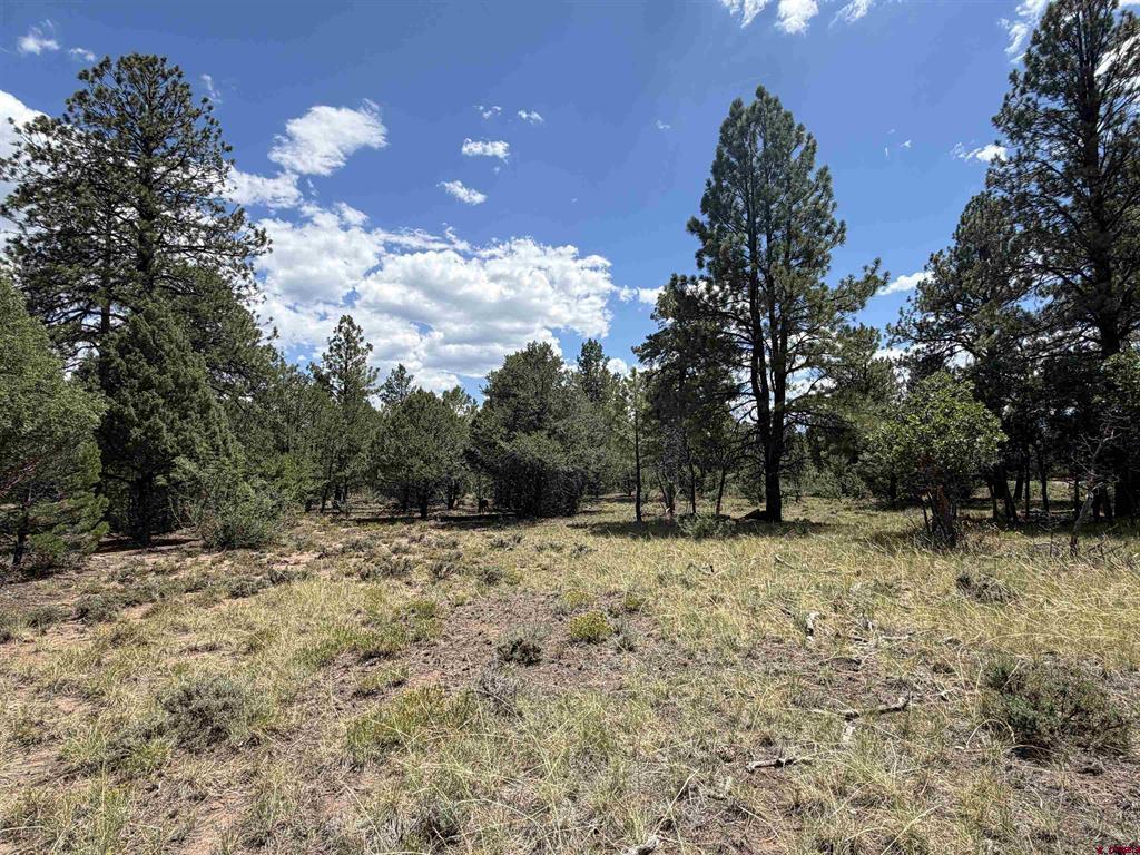 1960 Marmot Drive Ridgway CO 81432
