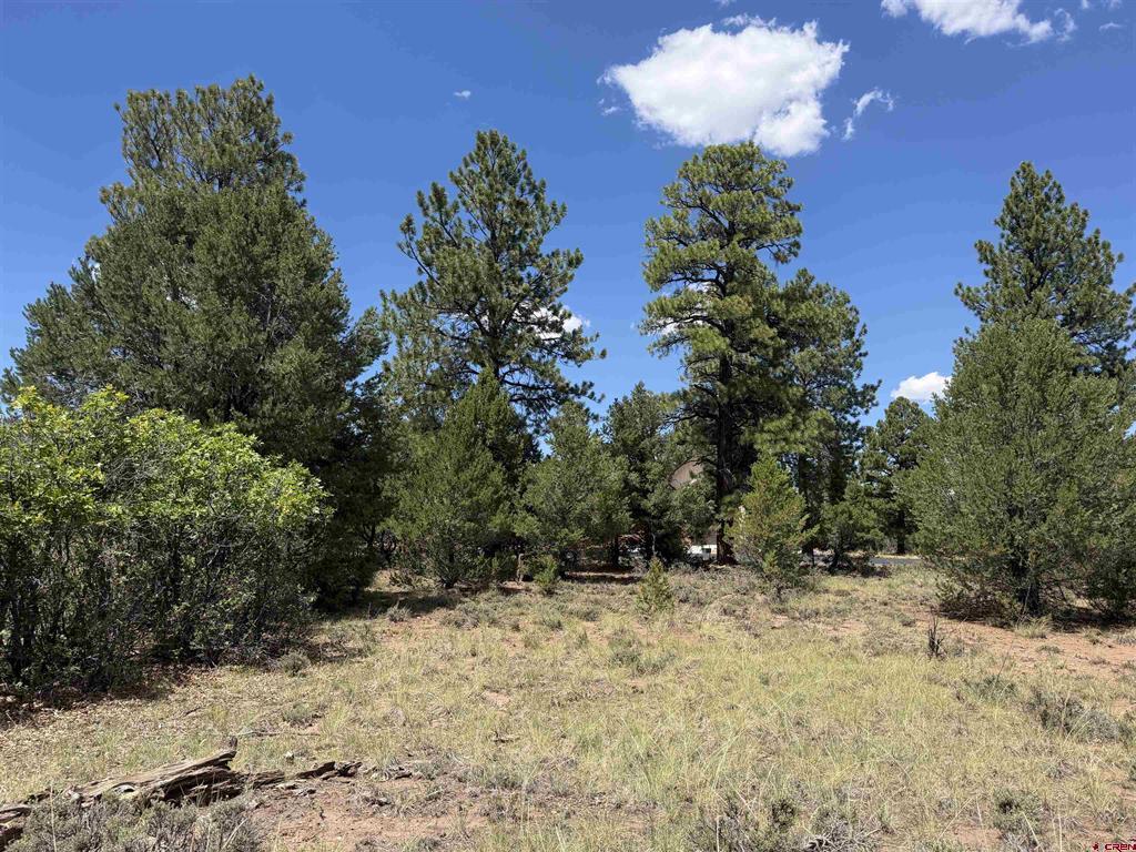 1960 Marmot Drive Ridgway CO 81432