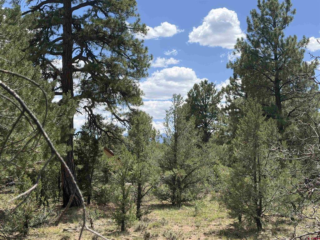 1960 Marmot Drive Ridgway CO 81432