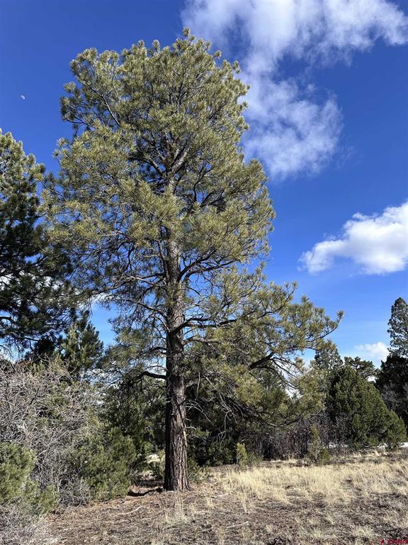 1960 Marmot Drive Ridgway CO 81432