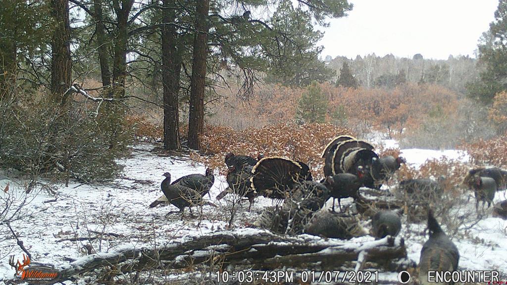Tdb Homestead Government Springs Road Roads Montrose CO 81403