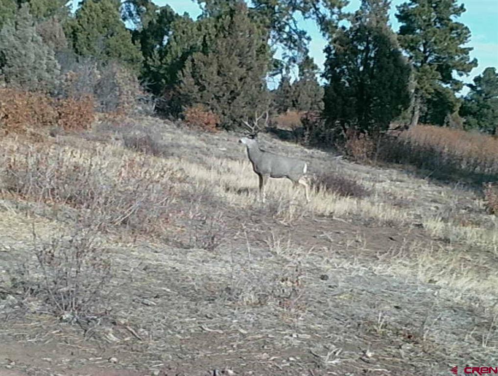Tdb Homestead Government Springs Road Roads Montrose CO 81403