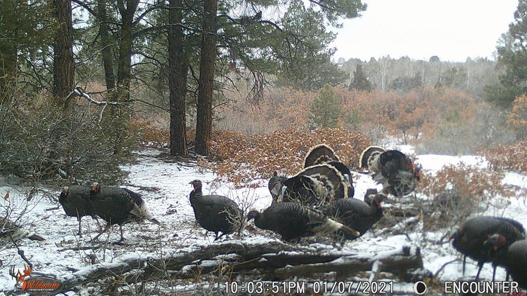 Tdb Homestead Government Springs Road Roads Montrose CO 81403