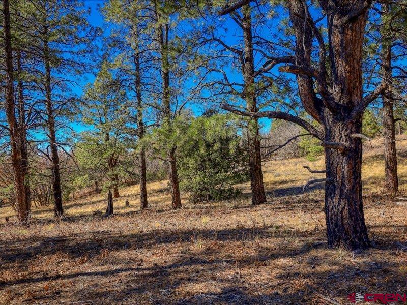 1231 Ranchland Drives Pagosa Springs CO 81147