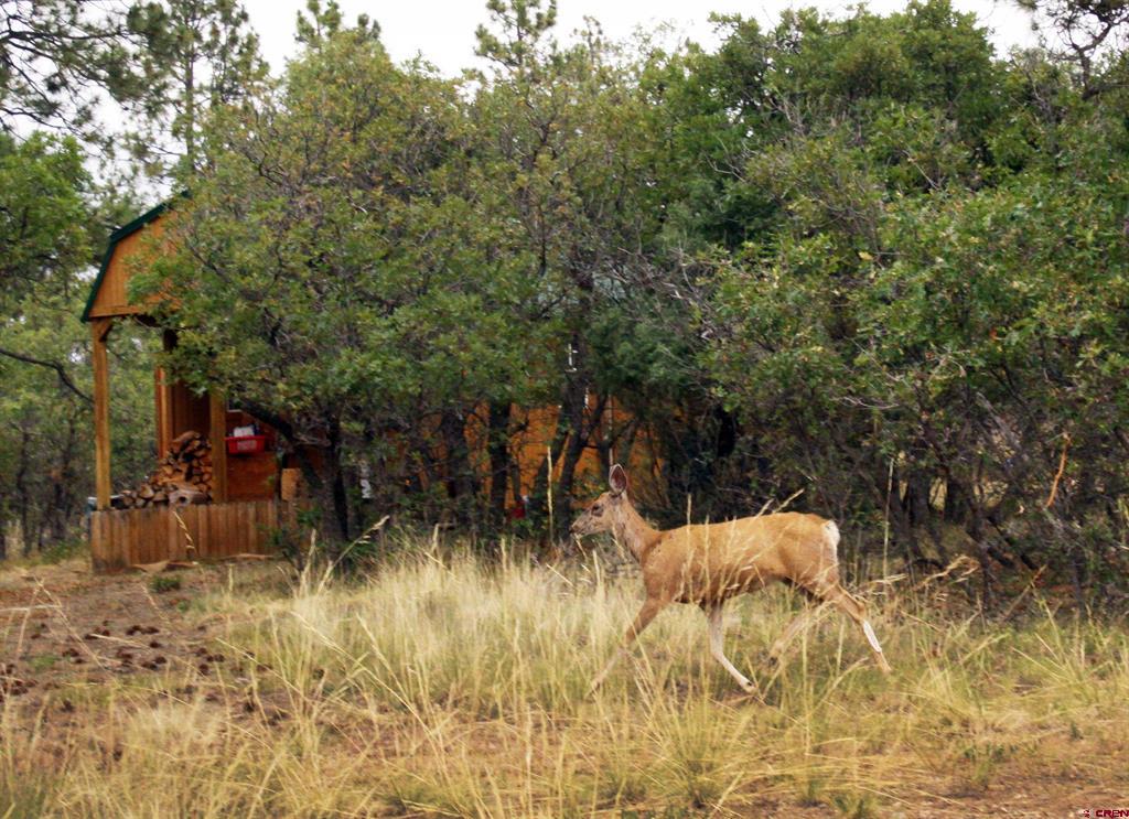 543 Justin's Road Pagosa Springs CO 81147