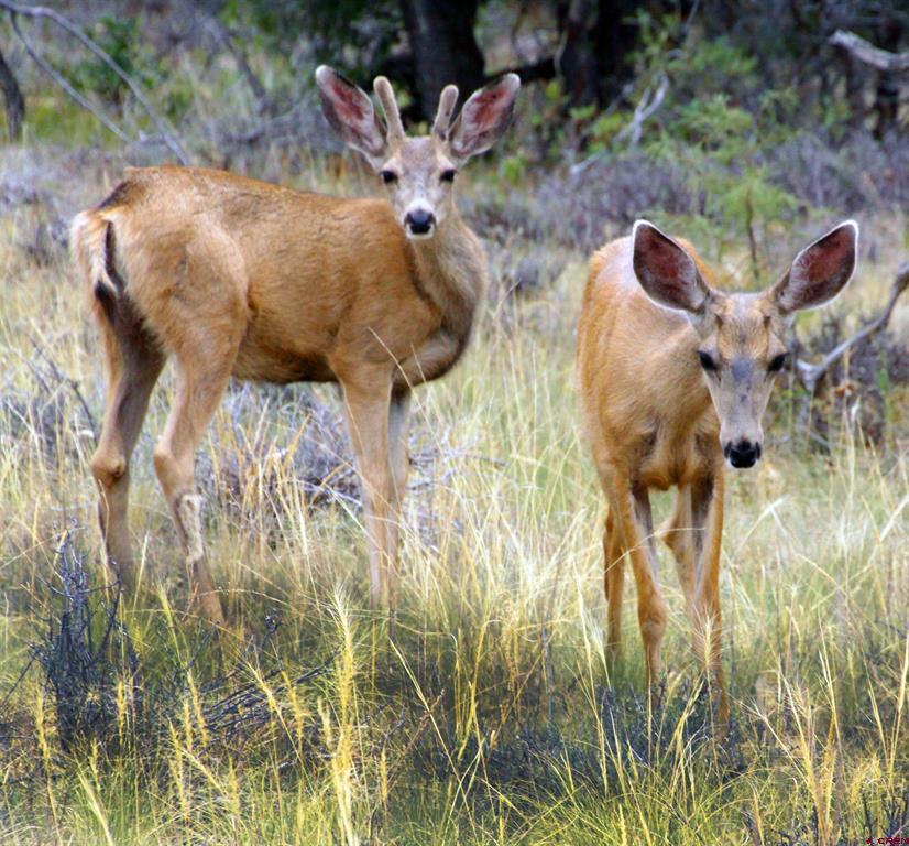 543 Justin's Road Pagosa Springs CO 81147