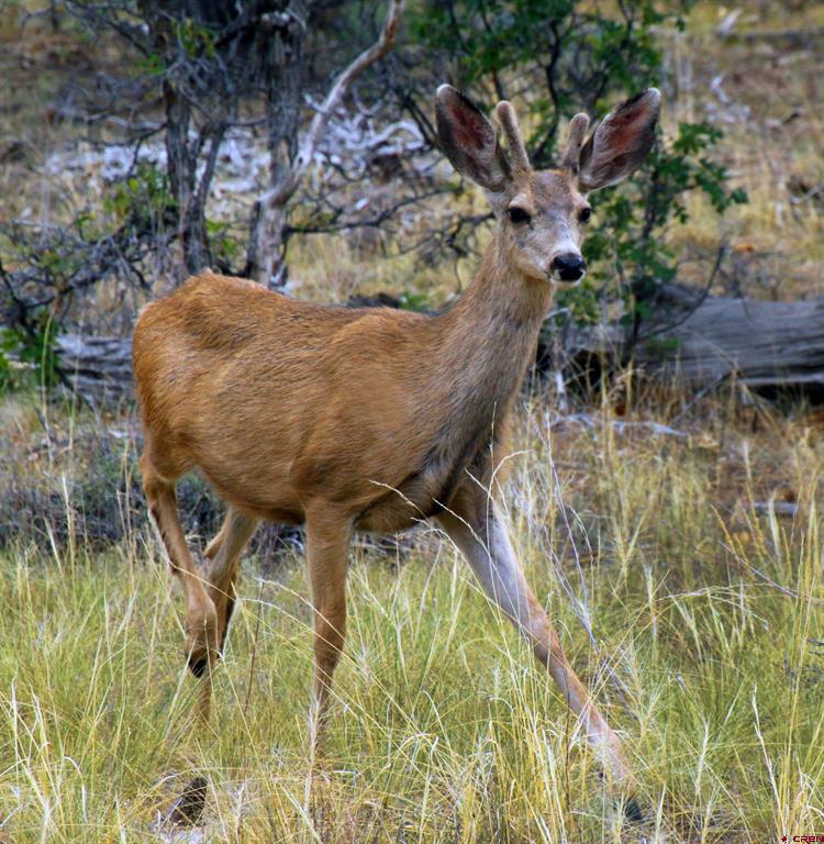 543 Justin's Road Pagosa Springs CO 81147