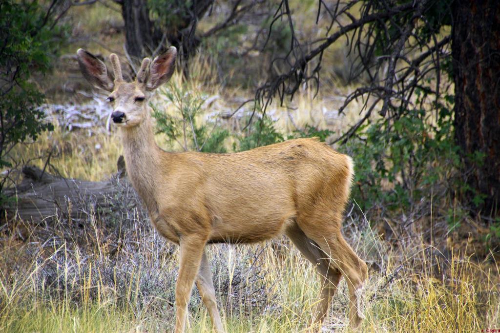 543 Justin's Road Pagosa Springs CO 81147