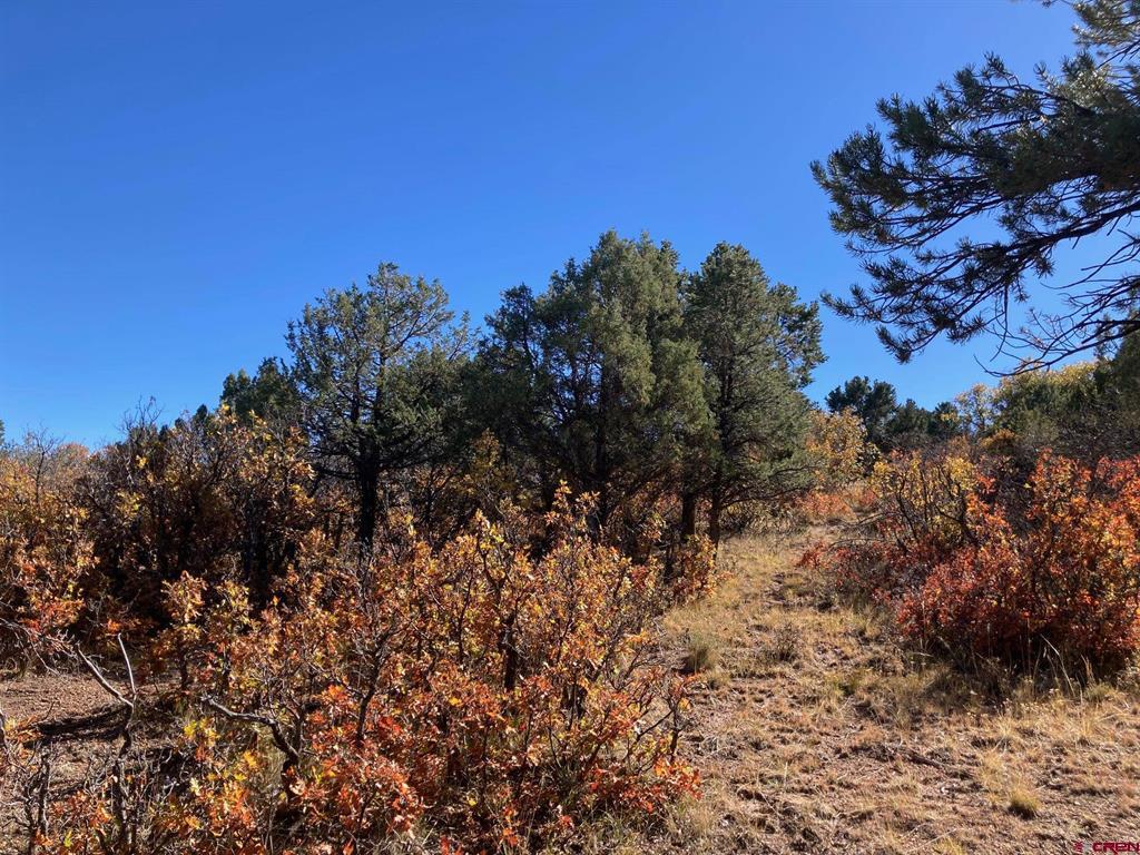 Lot 4 Pine Drive Ridgway CO 81432