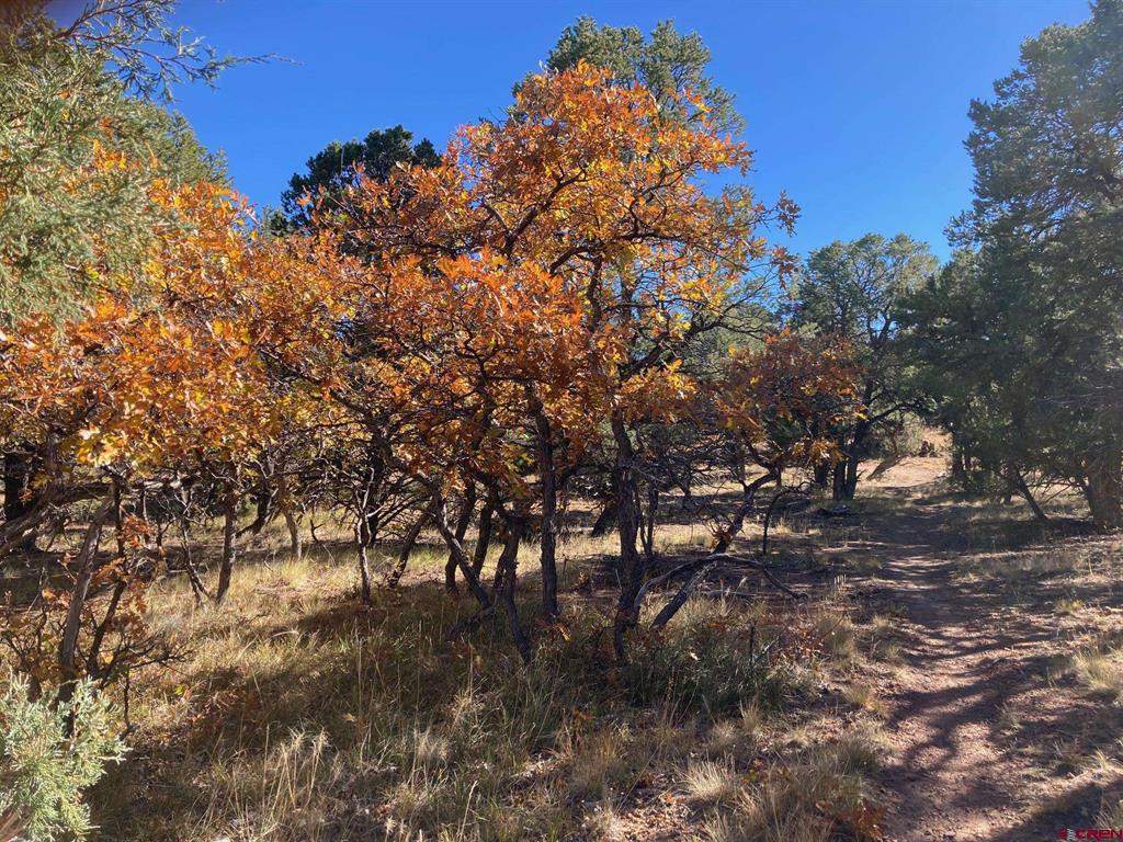 Lot 4 Pine Drive Ridgway CO 81432