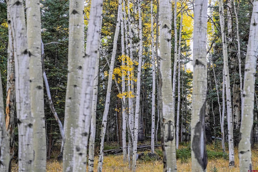 32301 Spring Creek Drive Creede CO 81130