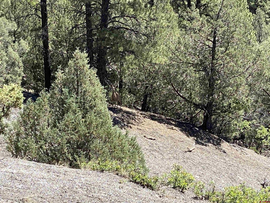 X Cr 200 Pagosa Springs CO 81147
