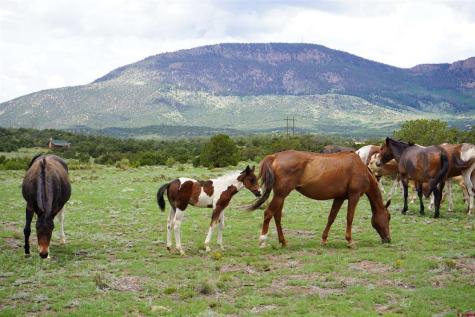 704 Pfieffer Loop South Fork CO 81154