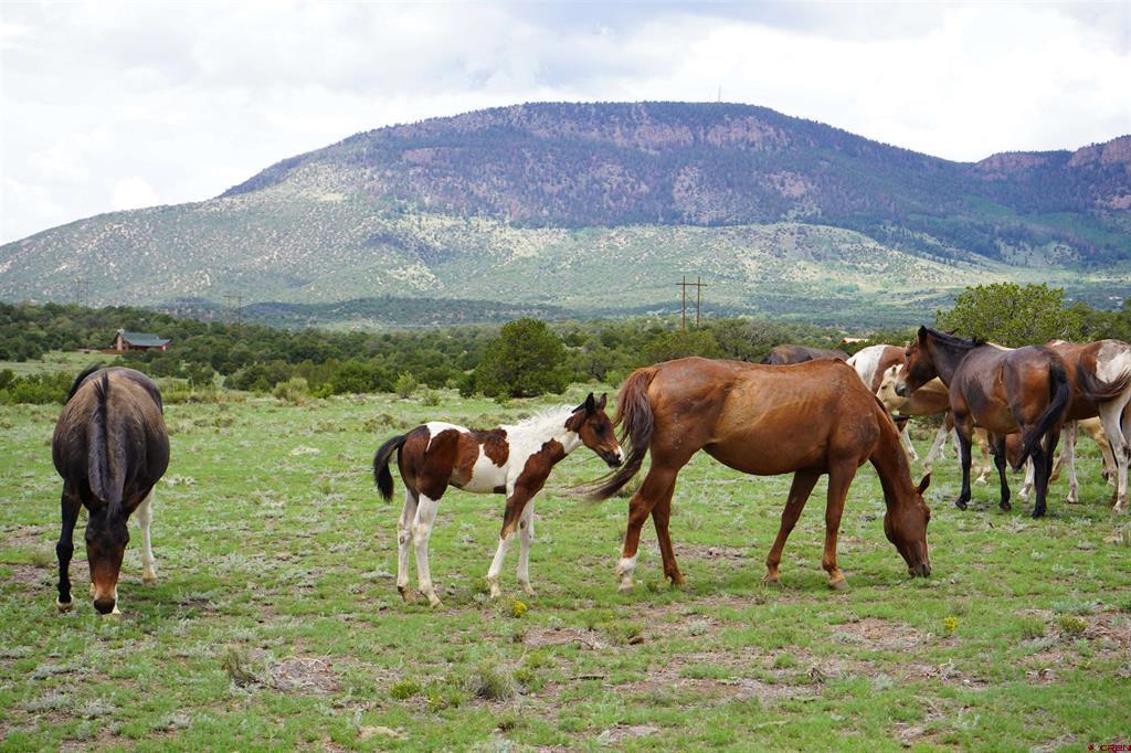 704 W Pfieffer Loop South Fork CO 81154