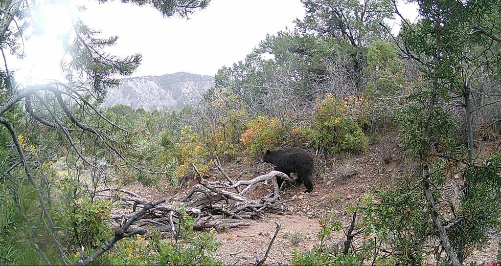 Tbd (Mile 102) 550 Highway Ridgway CO 81403