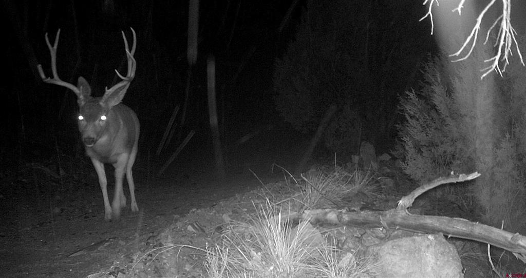 Tbd (Mile 102) 550 Highway Ridgway CO 81403