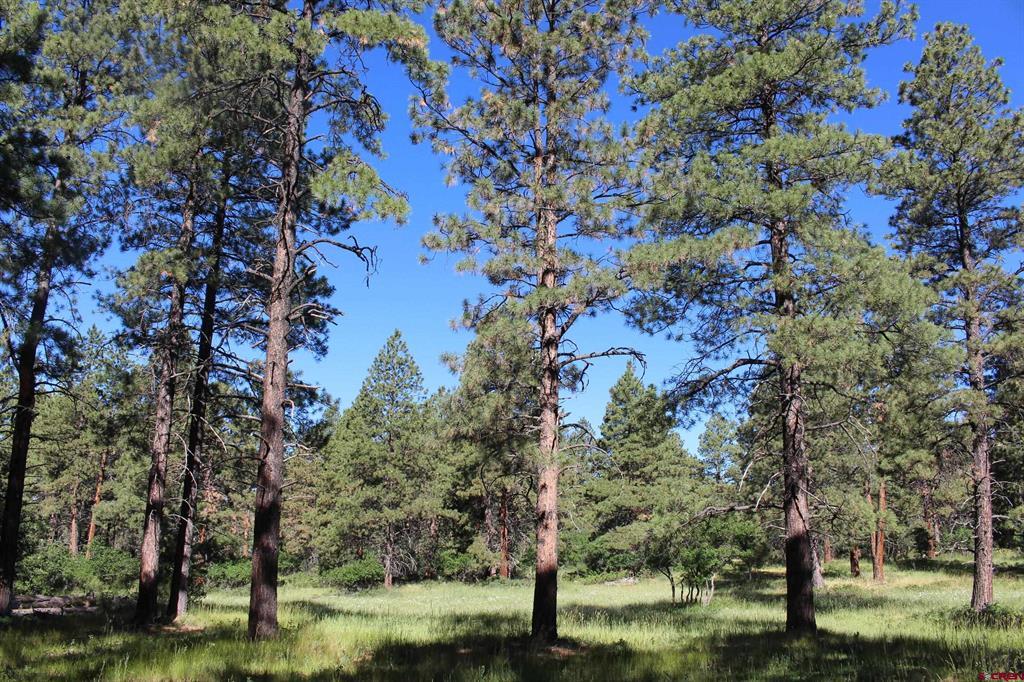 1422 Needles View Place Pagosa Springs CO 81147