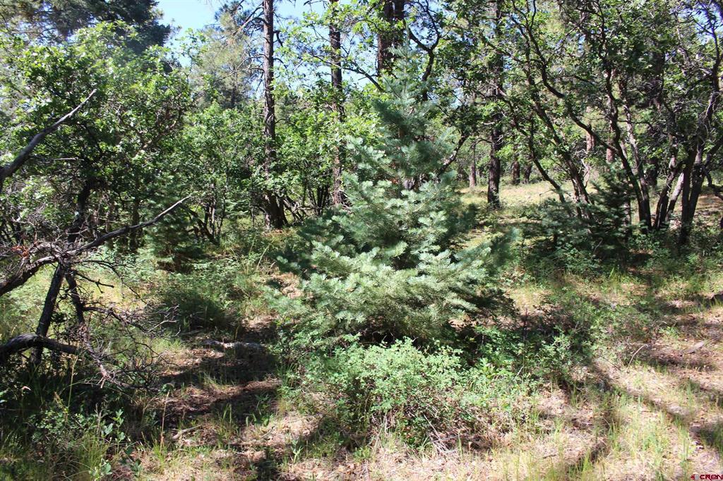 1422 Needles View Place Pagosa Springs CO 81147