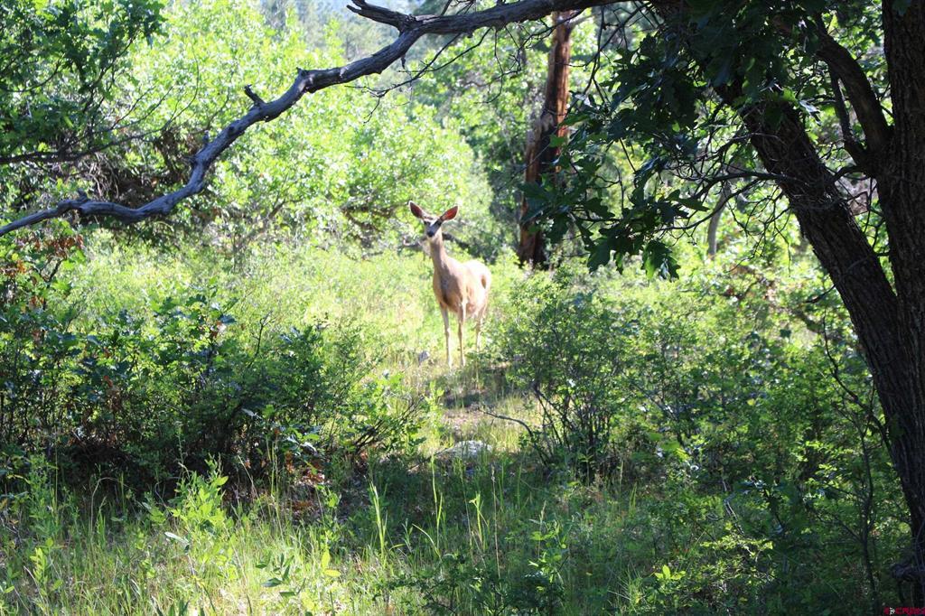 1422 Needles View Place Pagosa Springs CO 81147