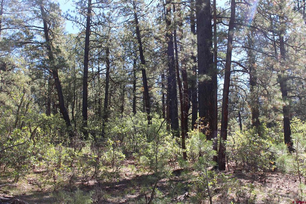290 Wits End Place Pagosa Springs CO 81147
