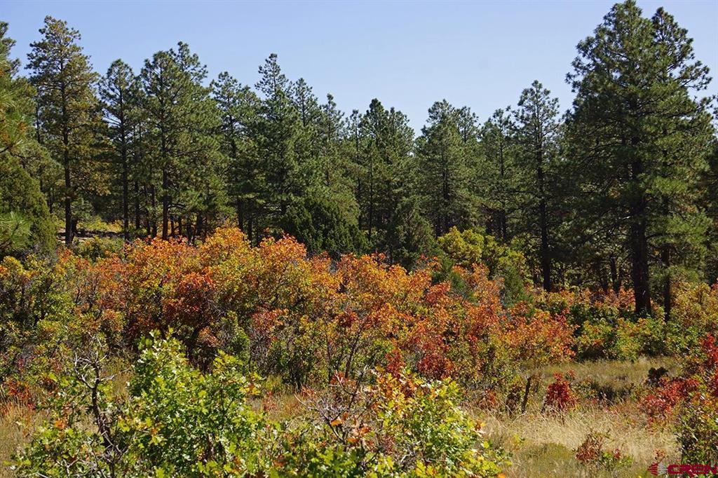 Tbd Road 36.5 Mancos CO 81328