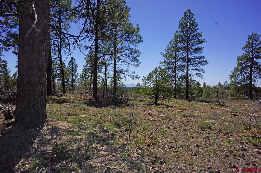 Tbd Road 36.5 Mancos CO 81328