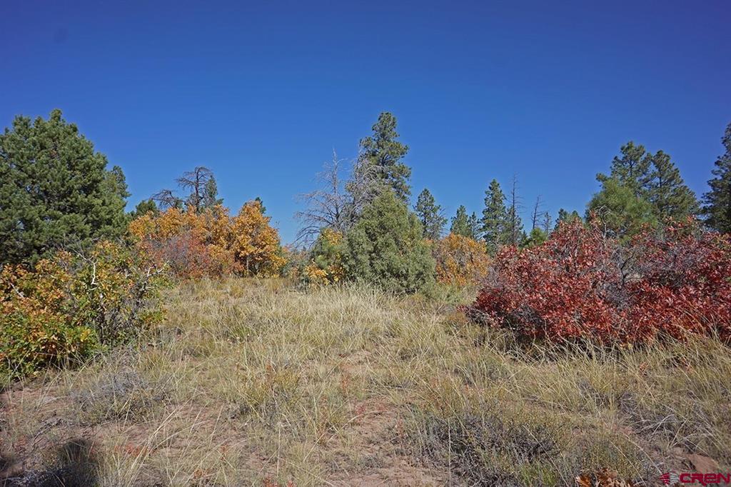 Tbd Road 36.5 Mancos CO 81328