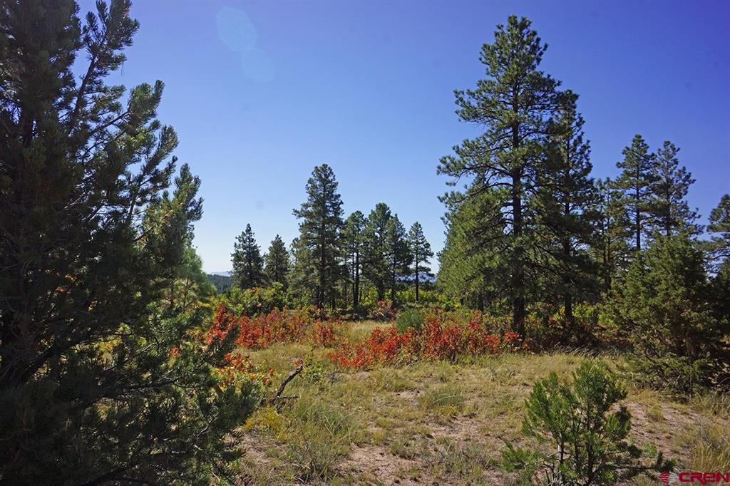 Tbd Road 36.5 Mancos CO 81328
