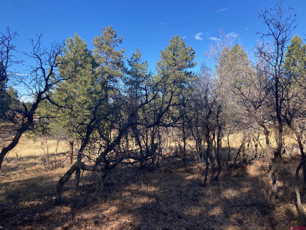 155 Pronghorn Lane Ridgway CO 81432