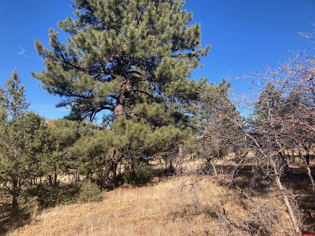 155 Pronghorn Lane Ridgway CO 81432