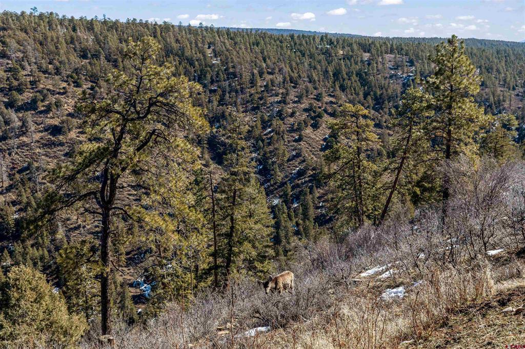 817 Far View Pagosa Springs CO 81147