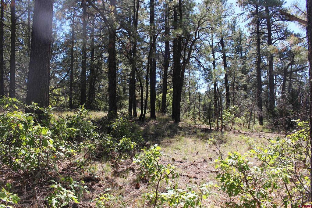 1260 Crooked Road Pagosa Springs CO 81147