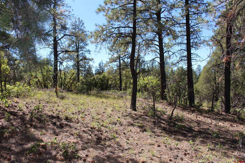 1260 Crooked Road Pagosa Springs CO 81147