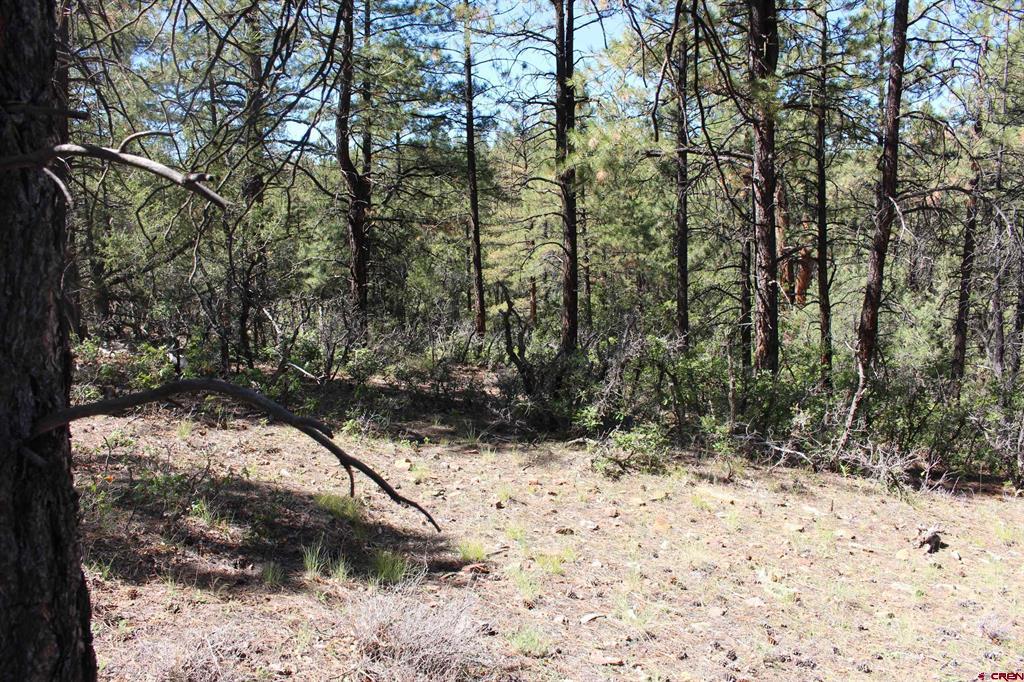 1260 Crooked Road Pagosa Springs CO 81147