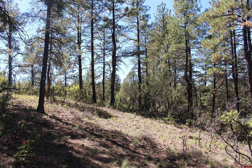 1260 Crooked Road Pagosa Springs CO 81147