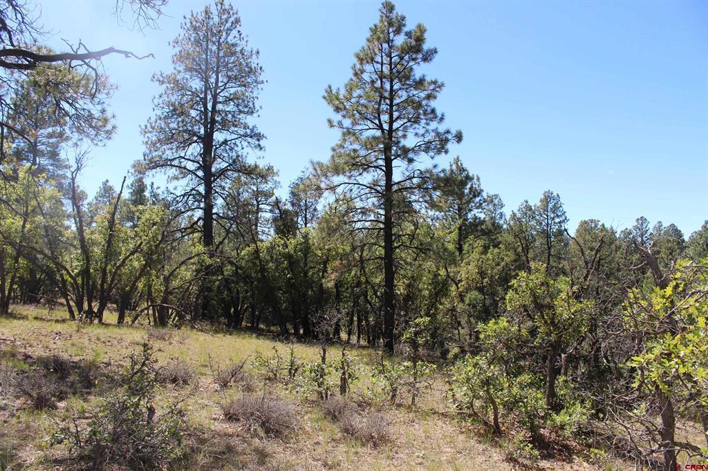 1260 Crooked Road Pagosa Springs CO 81147