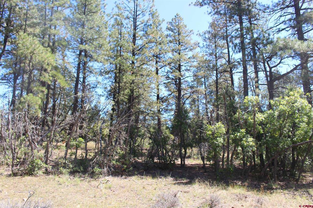 1260 Crooked Road Pagosa Springs CO 81147