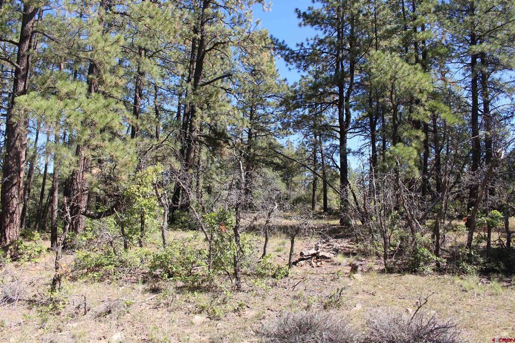 1260 Crooked Road Pagosa Springs CO 81147