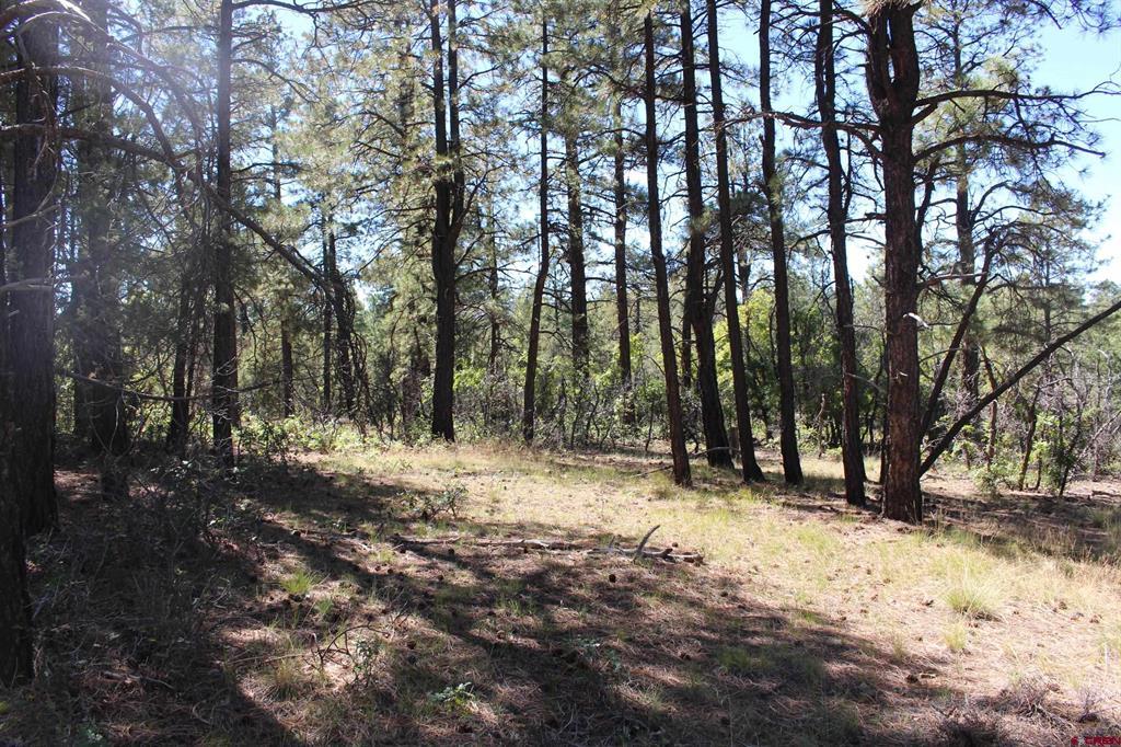 1260 Crooked Road Pagosa Springs CO 81147