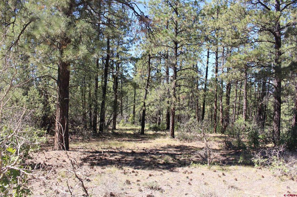 1260 Crooked Road Pagosa Springs CO 81147
