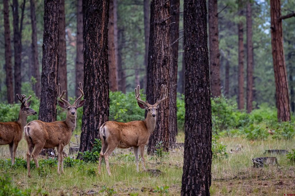 Lot 11 Hidden Valley Drive Pagosa Springs CO 81147