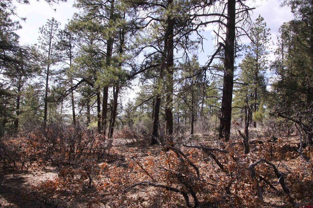 248 Rock Point Place Pagosa Springs CO 81147